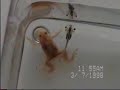Tadpoles