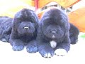 F newfoundland puppies