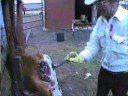 Branding and Dehorning in the Fall of \