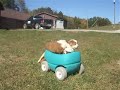 Aussie pups Aussie pups