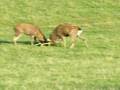 deers fighting