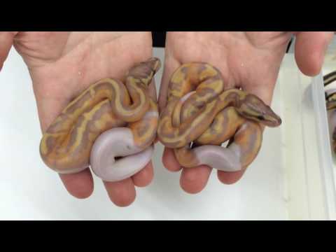 YouTube reptile video