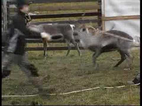 Reindeer keeper in Swedish Lapland