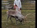 Reindeer keeper in Swedish Lapland