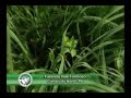 FAZENDA VALE FORMOSO
