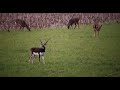 Awesome Blackbuck Hunting Video, Nice Blackbuck Killed at Southw