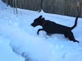 Dogbook Movie: Skyla at 6 weeks old