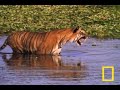 JAWS vs. CLAWS