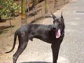 my great dane my great dane