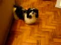 Kenai e Koda - Passear na rua? Kenai e Koda - Passear na rua?
