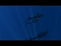 Amphibico Pro Series - PIlot Whales