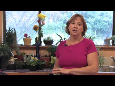 how to transplant sweet woodruff
