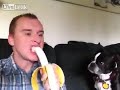 Enlace a Así alimento a mi perro