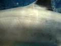 Big-Sharks