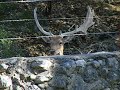Peeping Deer