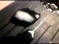 Ice cube melts on metal plate by itself.
