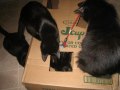 A Fresh Box of Kitties