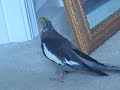 my cockateil singing