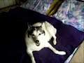 husky little Queenie