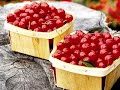 Les cerises aigres de montmorency