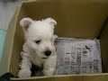 Westie Puppy Week 7 box 1