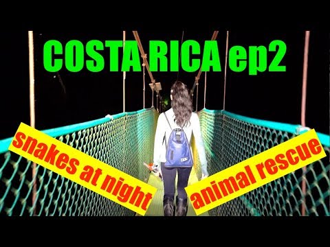 YouTube reptile video