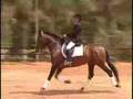 HARAS CANTAREIRA - QUIBOM HI - LUSITANO HORSE