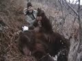 brown bear 08 alaska