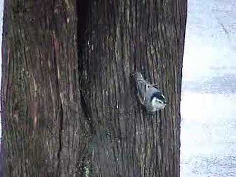 White-Breasted Nuthatch