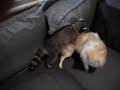 Raccoon plays with Pomeranian part 3
