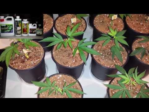 how to transplant my cannabis plant