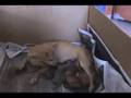Kala's puppies 01