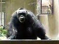 Vets in the Zoo 2