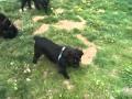 Affenpinscher
