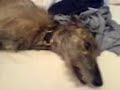 Scruffy - My Lurcher - My Room