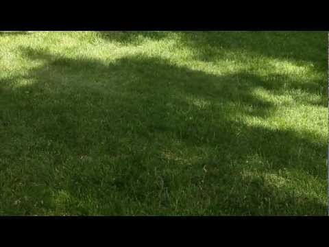 how to fertilize overseeded lawn