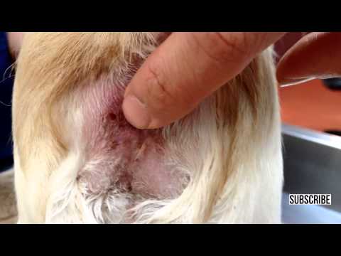 how to drain a female dog's glands