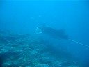 Manta Ray Bandos Island Maldives 2-3