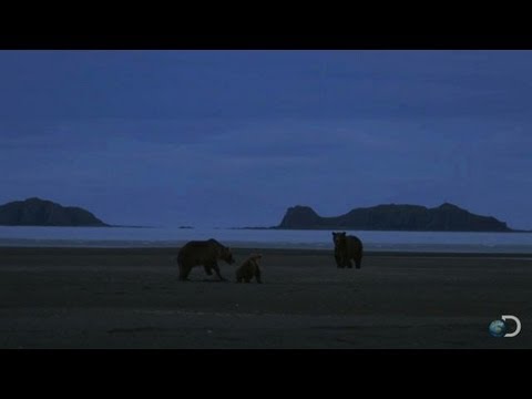 Momma Bear Defends Her Cub | Great Bear Stakeout