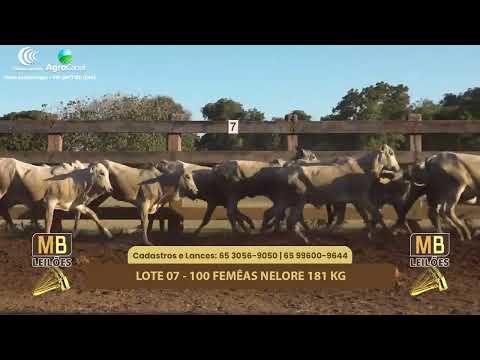 508� LEIL�O VIRTUAL MB LEIL�ES