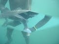 PESCA SUBMARINA LUBINA 3KG Y 4KG