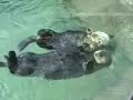 Otters in LOVE