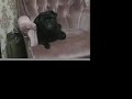 Ivy Jane - Peace Pug