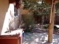 Backyard tour