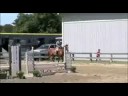 Athena (Horse for Sale)