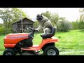 Cool dog mowing lawn