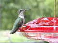 Aspects HummZinger Hummingbird Feeders