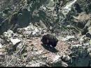 Fish Delivery for Star Eaglet - K-83