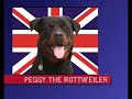 peggy the rottweiler