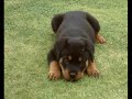 peggy the rottweiler